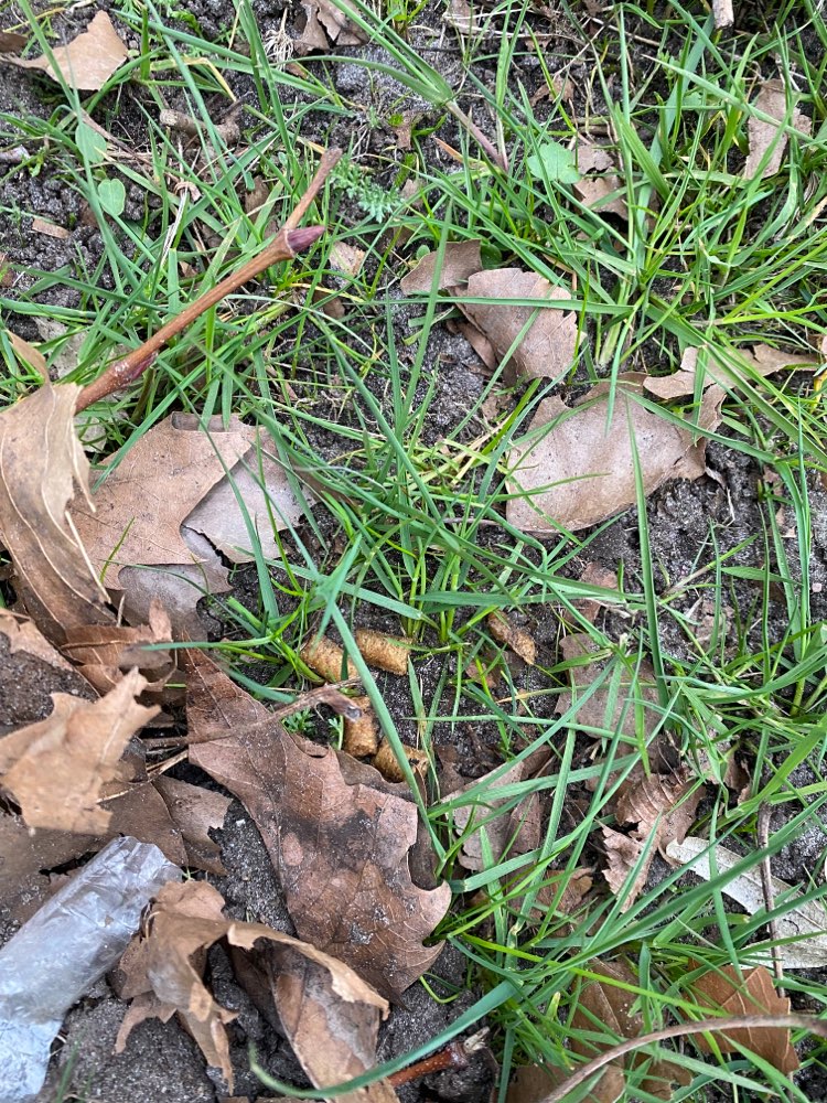 Giftköder-Schmeckies unter Laub-Profilbild