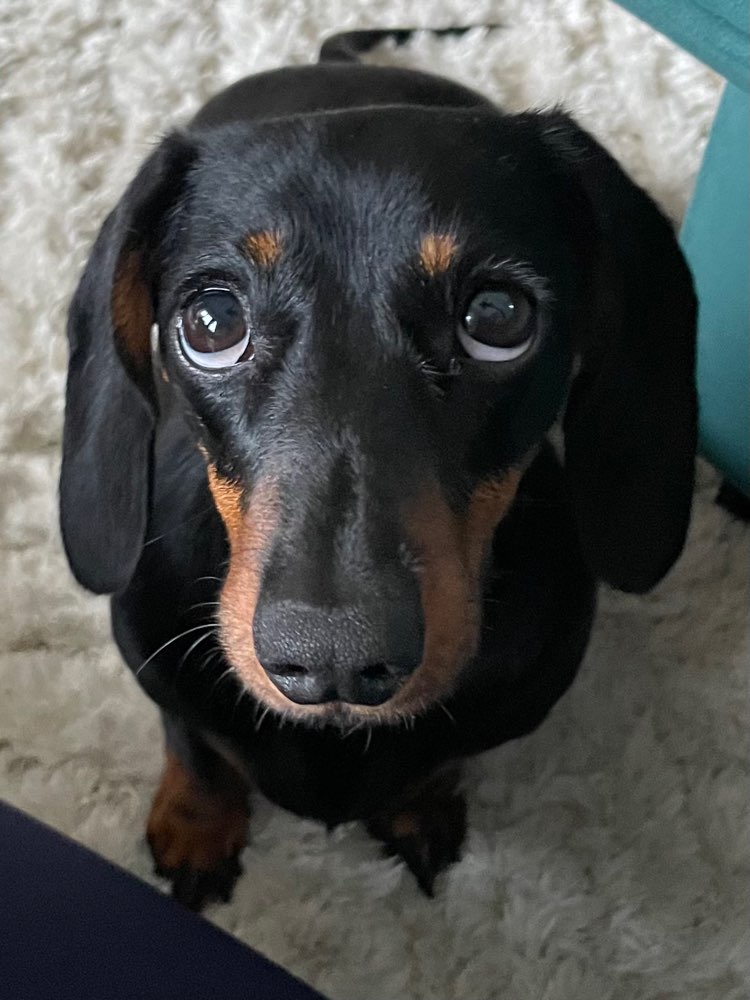 Hundetreffen-Spielen und gegenseitige Betreuung-Profilbild