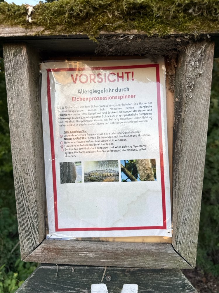 Giftköder-Eichenprozessspinner-Profilbild