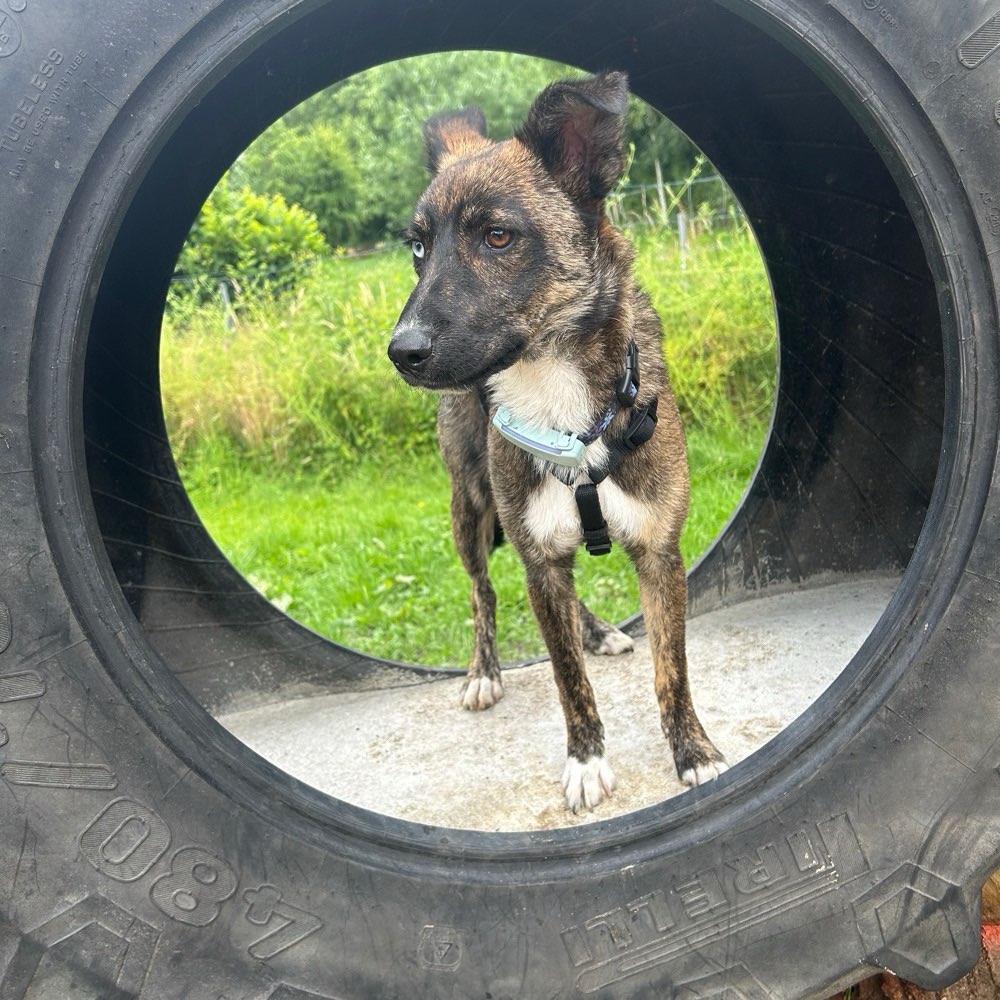 Hundetreffen-Socialwalk Gefährten gesucht-Profilbild