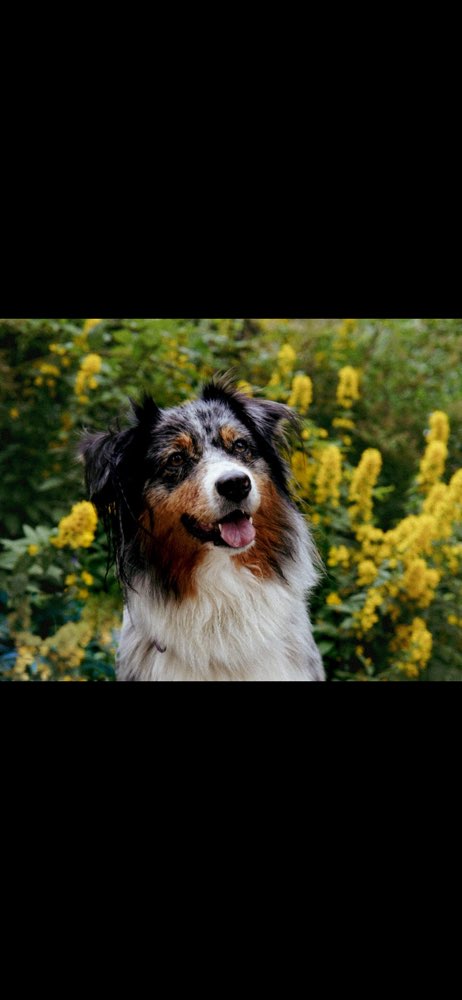 Hundetreffen-Aussi Sucht Aussis zum Spielen-Profilbild