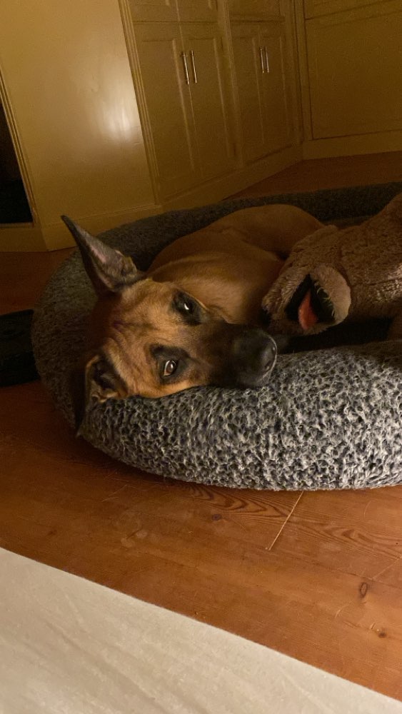 Hundetreffen-Suche Spielfreundin für 2 Jahre alten Mali Mix-Profilbild