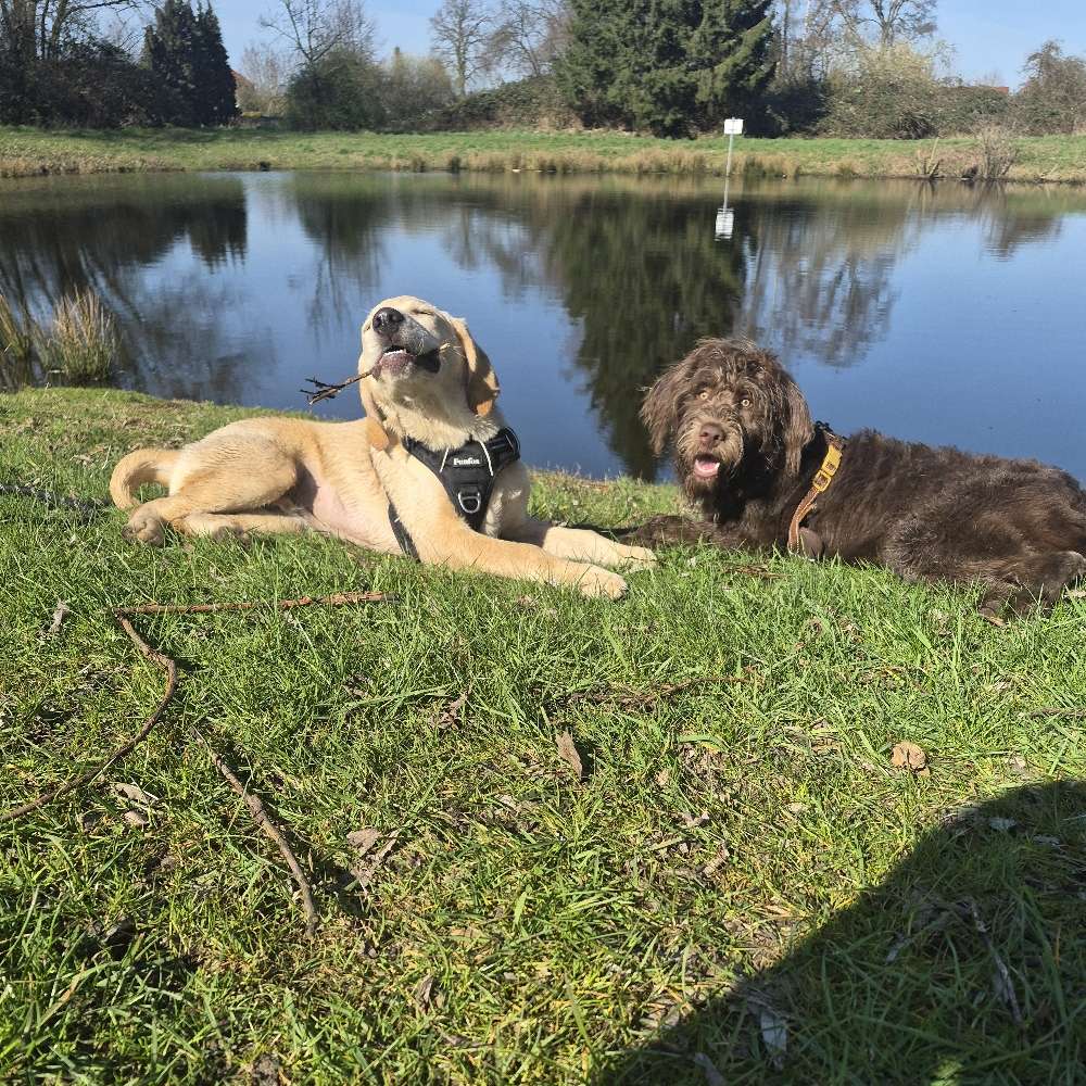 Hundetreffen-Spielen-Profilbild