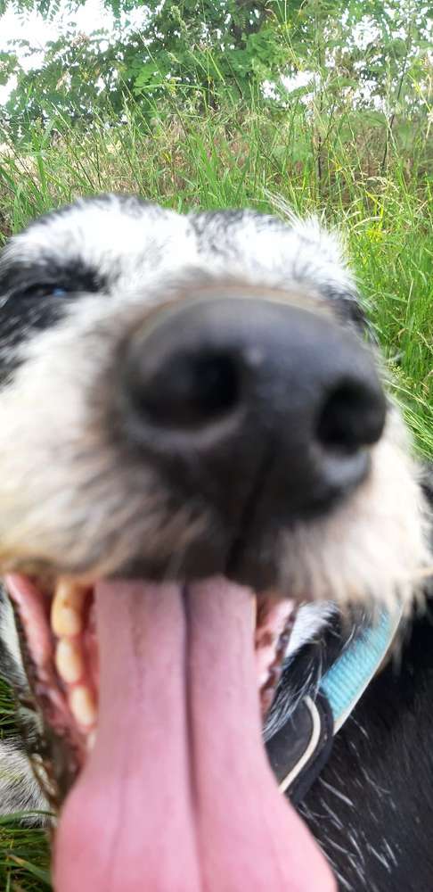 Hundetreffen-Fellnasentreffen rund um 74889-Profilbild