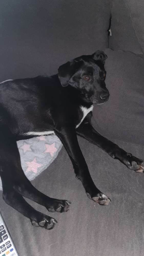 Hundetreffen-Hundefreunde in unserer Umgebung gesucht-Profilbild