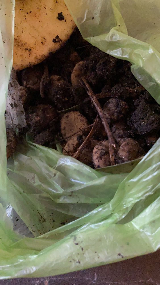 Giftköder-Leckerlies unter Tanne-Profilbild