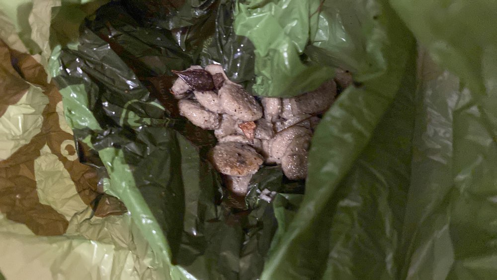 Giftköder-Hundefutter ausgelegt-Profilbild