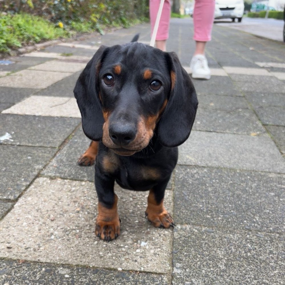Hundetreffen-Spaziergang mit Spieleinheiten-Profilbild