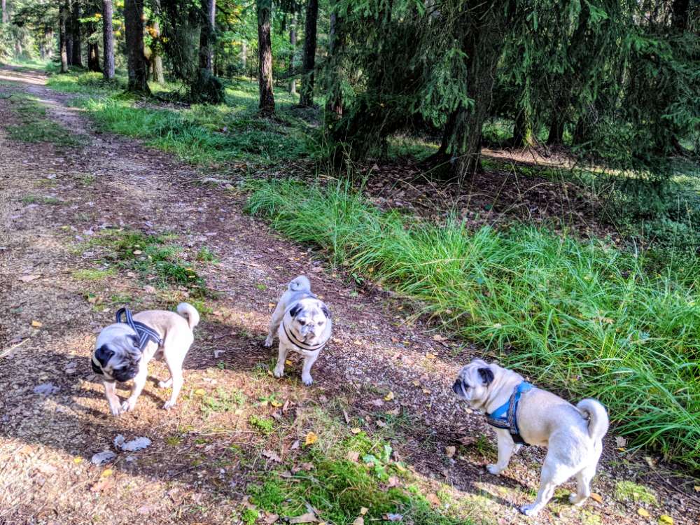 Hundetreffen-Mopstreffen-Profilbild