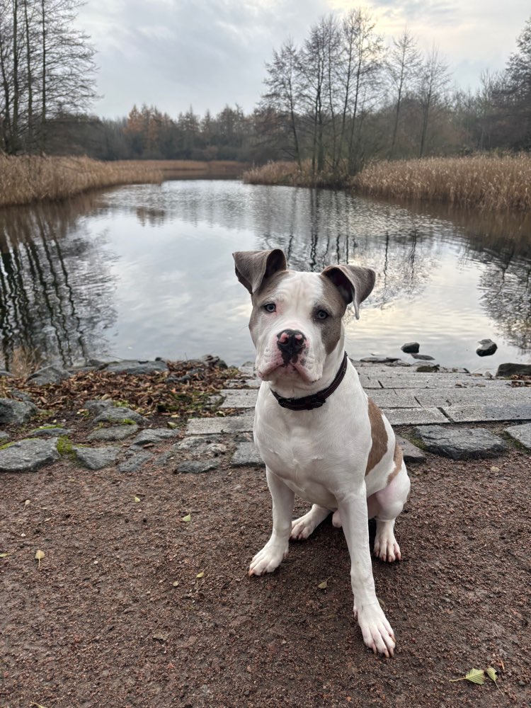 Hundetreffen-Social Walk Partner / Gruppe für Lernspaziergänge gesucht-Profilbild