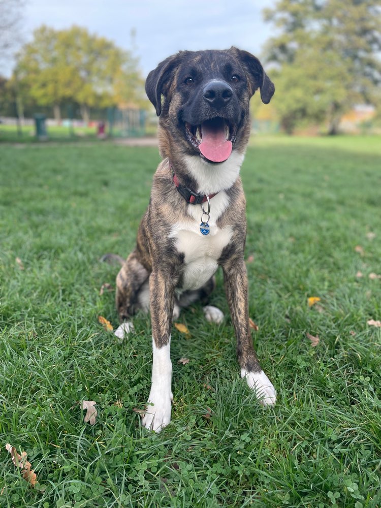 Hundetreffen-Hundespielrunde auf Hundewiese Körne Am Zippen-Profilbild