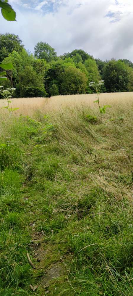 Giftköder-Bärenklaue direkt Am Wegerand-Profilbild