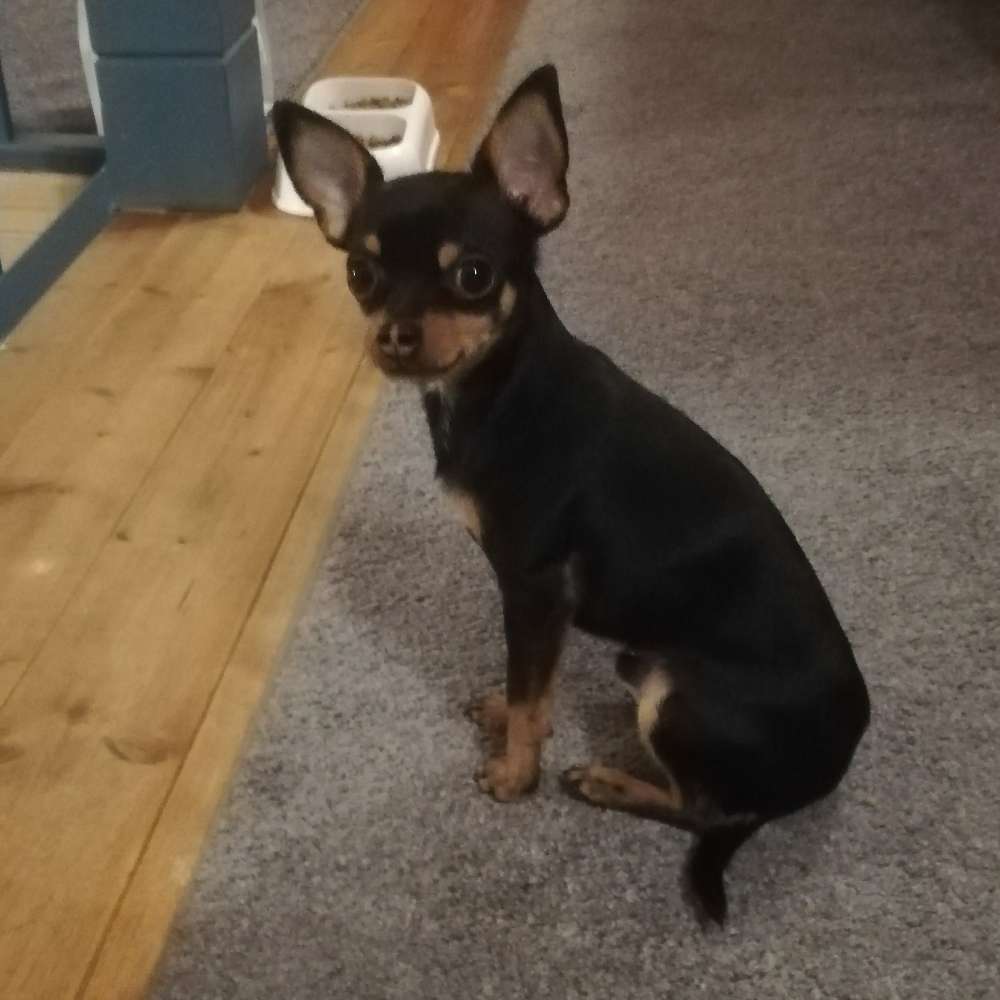 Hundetreffen-Spielgefährte gesucht-Profilbild