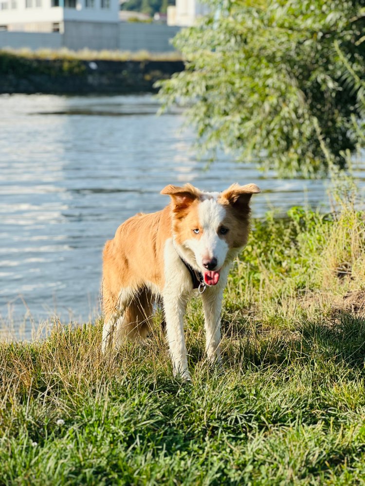 Hundetreffen-Spontanes Gassi gehen und spielen-Profilbild