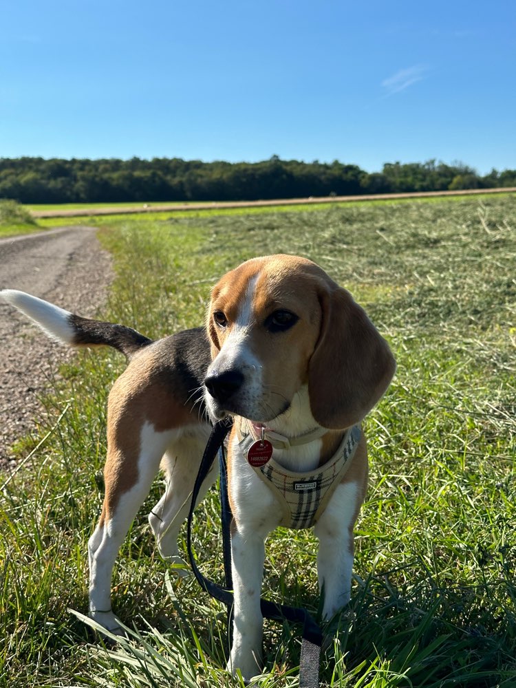 Hundetreffen-Hundetreffen am Tiefenbach-Profilbild