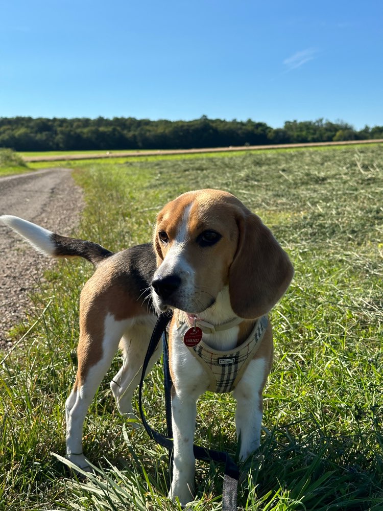 Hundetreffen-Hundetreffen am Tiefenbach-Profilbild