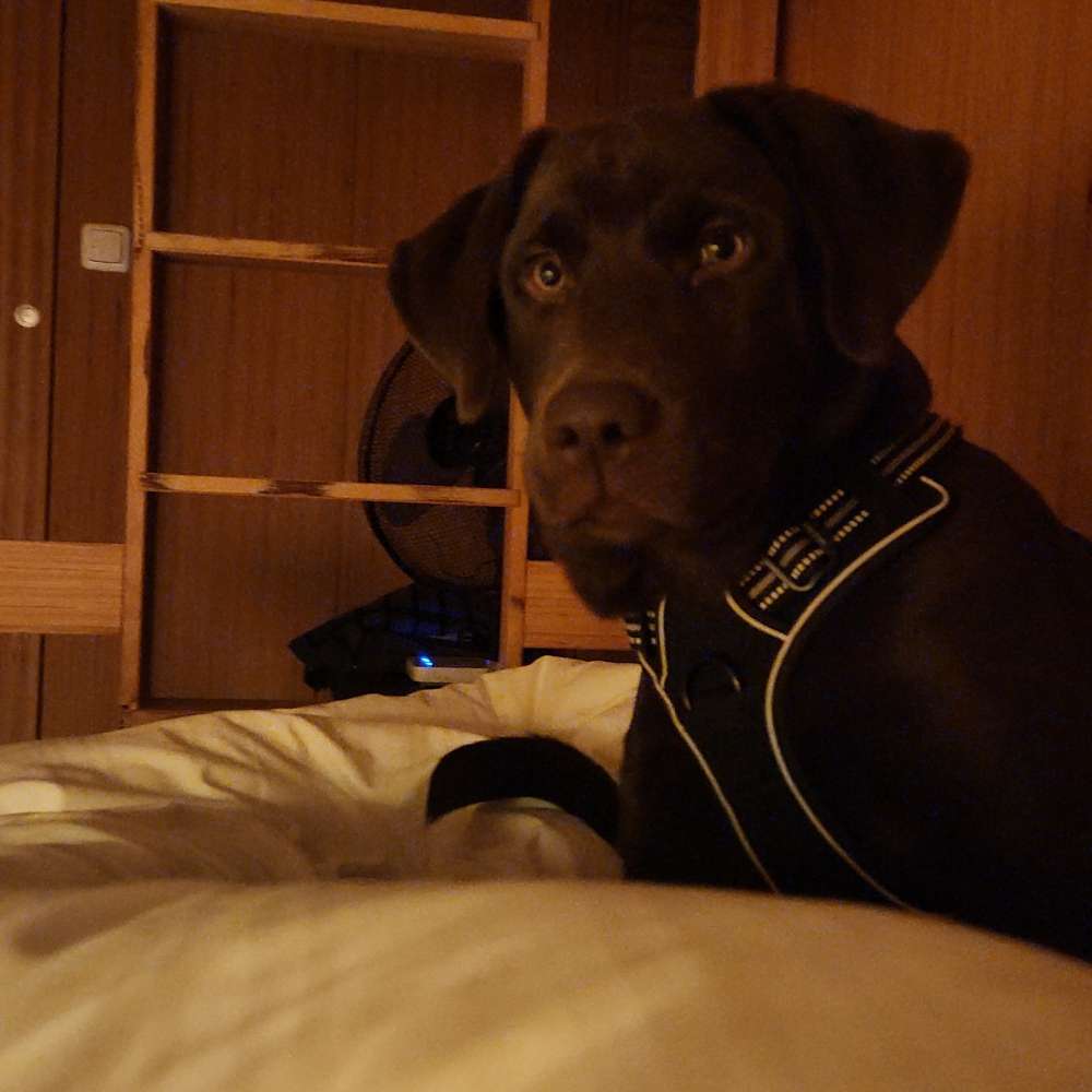 Hundetreffen-Gassi gehen zusammen :)-Profilbild