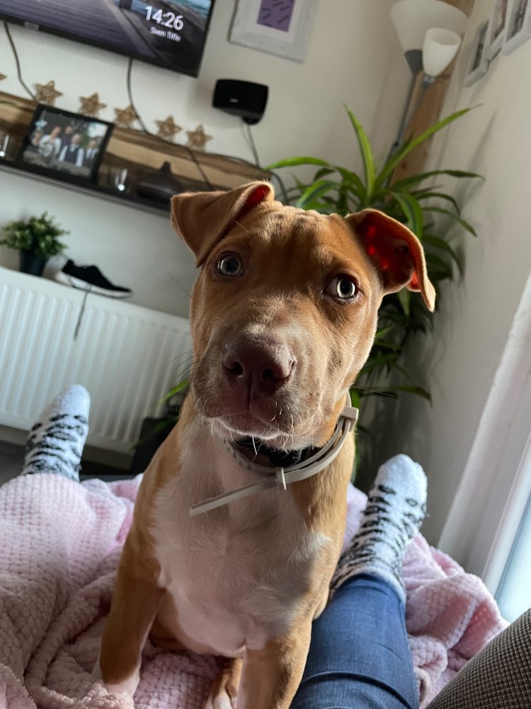 Hundetreffen-Welpen treffen-Profilbild