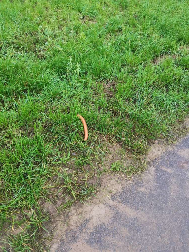 Giftköder-Wurst auf dem Weg-Profilbild