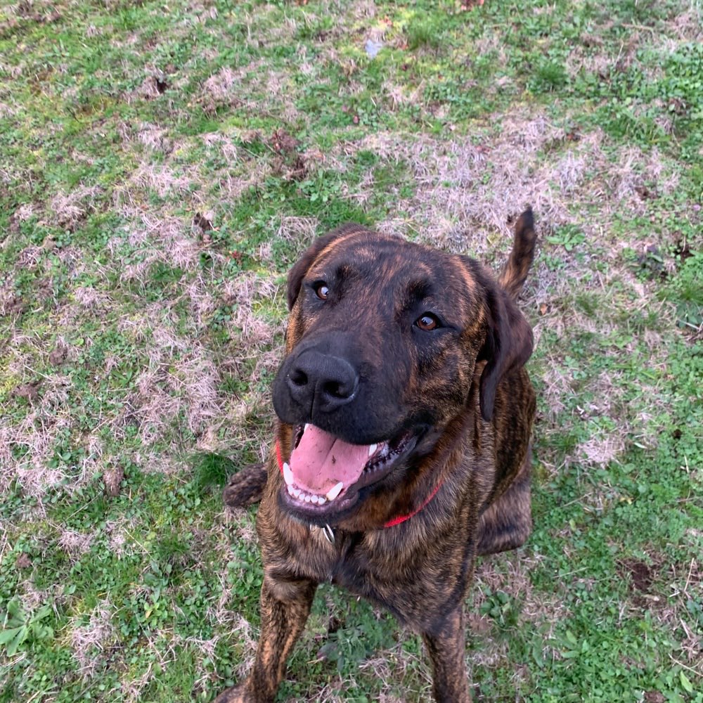 Hundetreffen-Gemütlicher Spaziergang im Wald-Profilbild