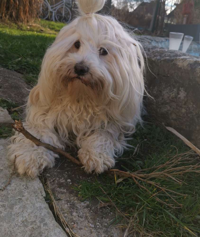 Hundetreffen-Stella sucht eine neue Spielrunde in Ludwigsfelde!-Profilbild