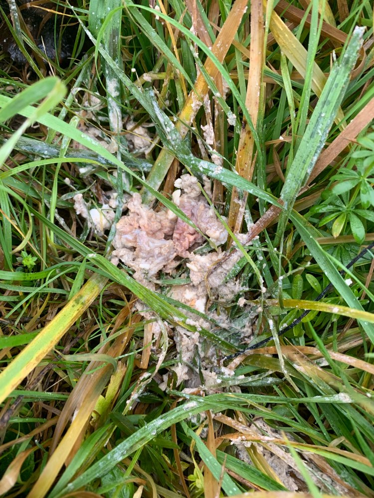 Giftköder-Erbrochene Fleischstücke-Profilbild