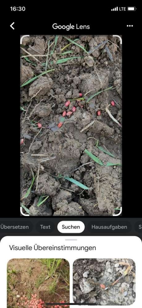 Giftköder-Giftköder Rattengift-Profilbild