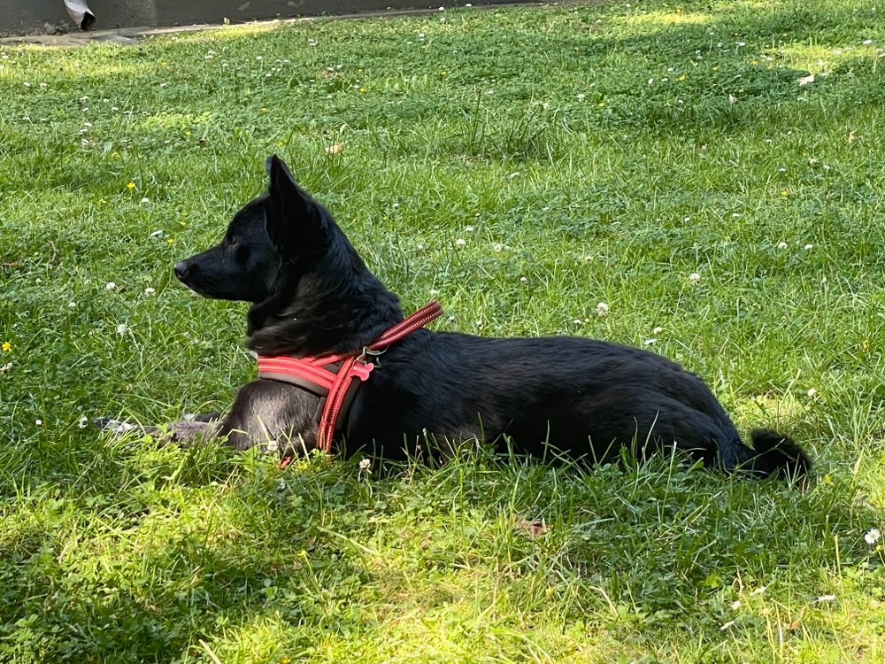 Hundetreffen-Gassigeh- und Spielbuddys gesucht-Profilbild