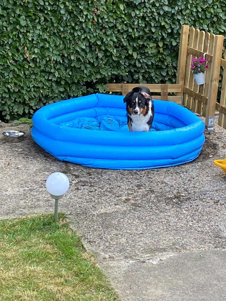 Hundetreffen-Gassi Runden und Leinenbegegnungen-Profilbild