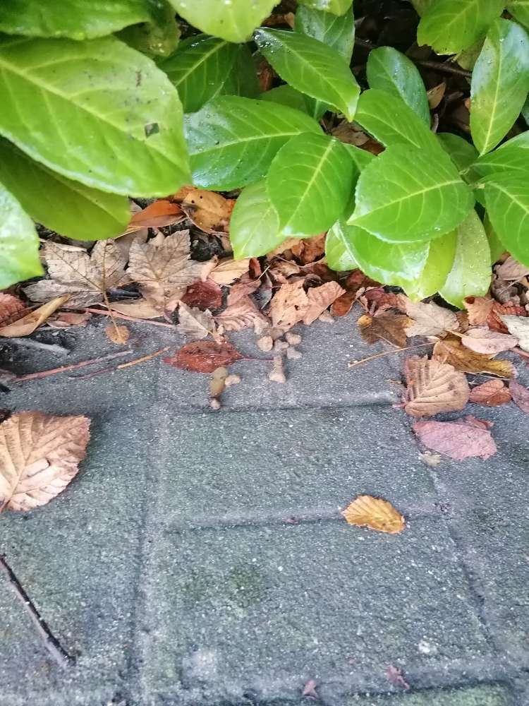 Giftköder-Verdächtiges Trockenfutter-Profilbild