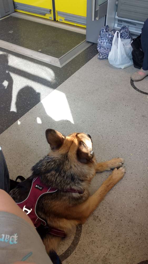 Hundetreffen-Neue Freunde Kennenlernen zum spielen und toben und gemeinsam Gassi runden erlben-Profilbild