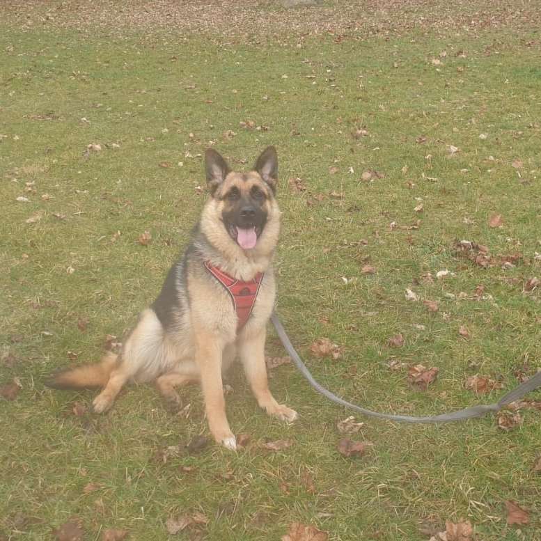 Hunde Treffen Zu Spielen Toben Und Gassi Gehen Hundetreffen In Heidenheim An Der Brenz 0550