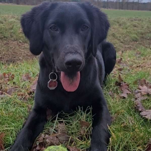 Hundetreffen-Spiel und Spaziergänge-Profilbild
