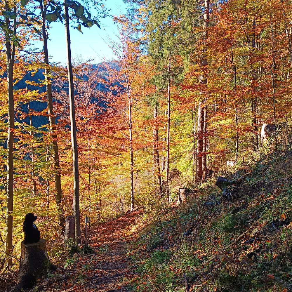 Hundetreffen-Begegnungstraining-Profilbild