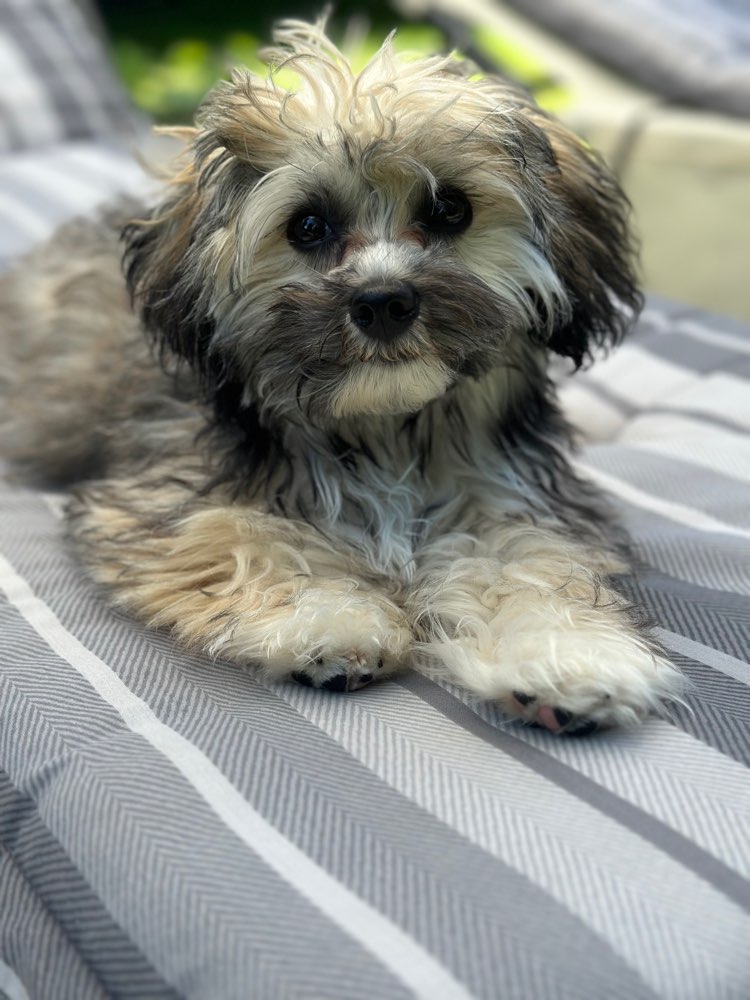 Hundetreffen-Lucie sucht Spielkameraden-Profilbild