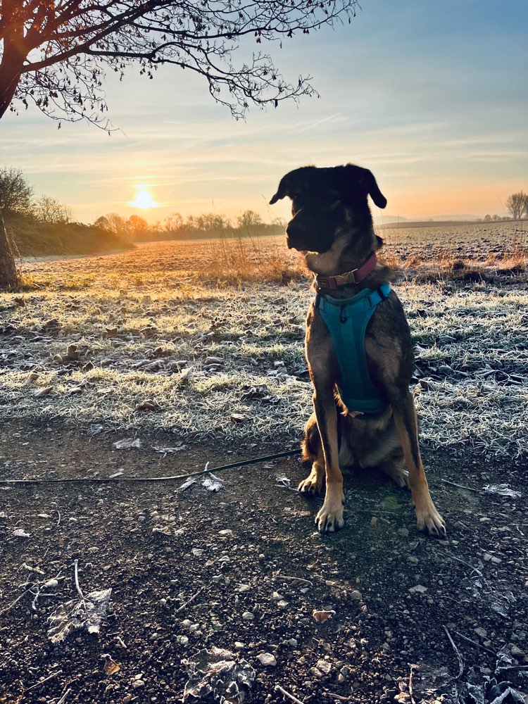 Hundetreffen-Spazieren gehen und Spielen-Profilbild