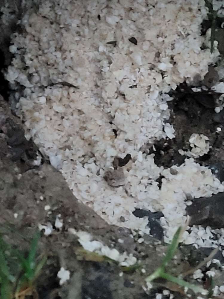 Giftköder-Giftköder-Profilbild