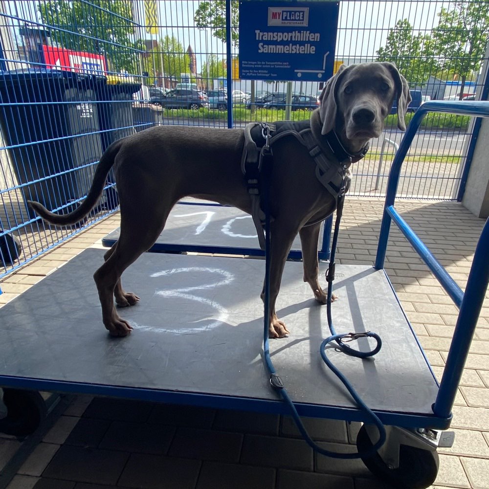 Hundetreffen-Spiel Freund-Profilbild