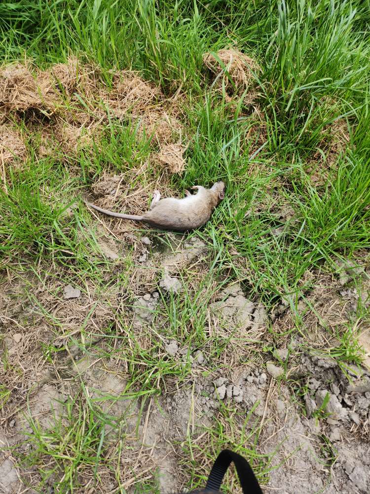 Giftköder-Tote Ratte-Profilbild