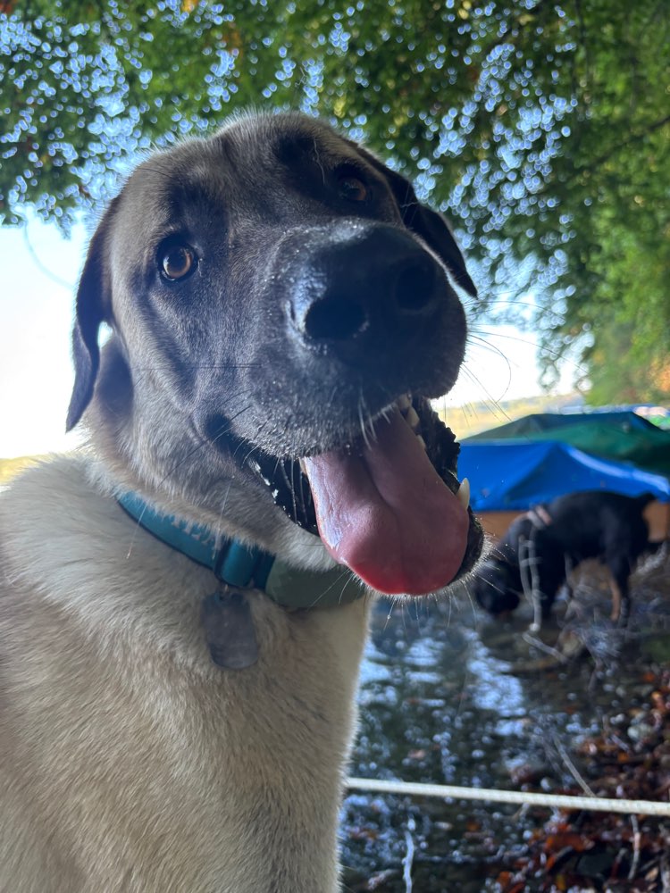 Hundetreffen-Freuen uns auf Gesellschaft und übungspatner🙂-Profilbild