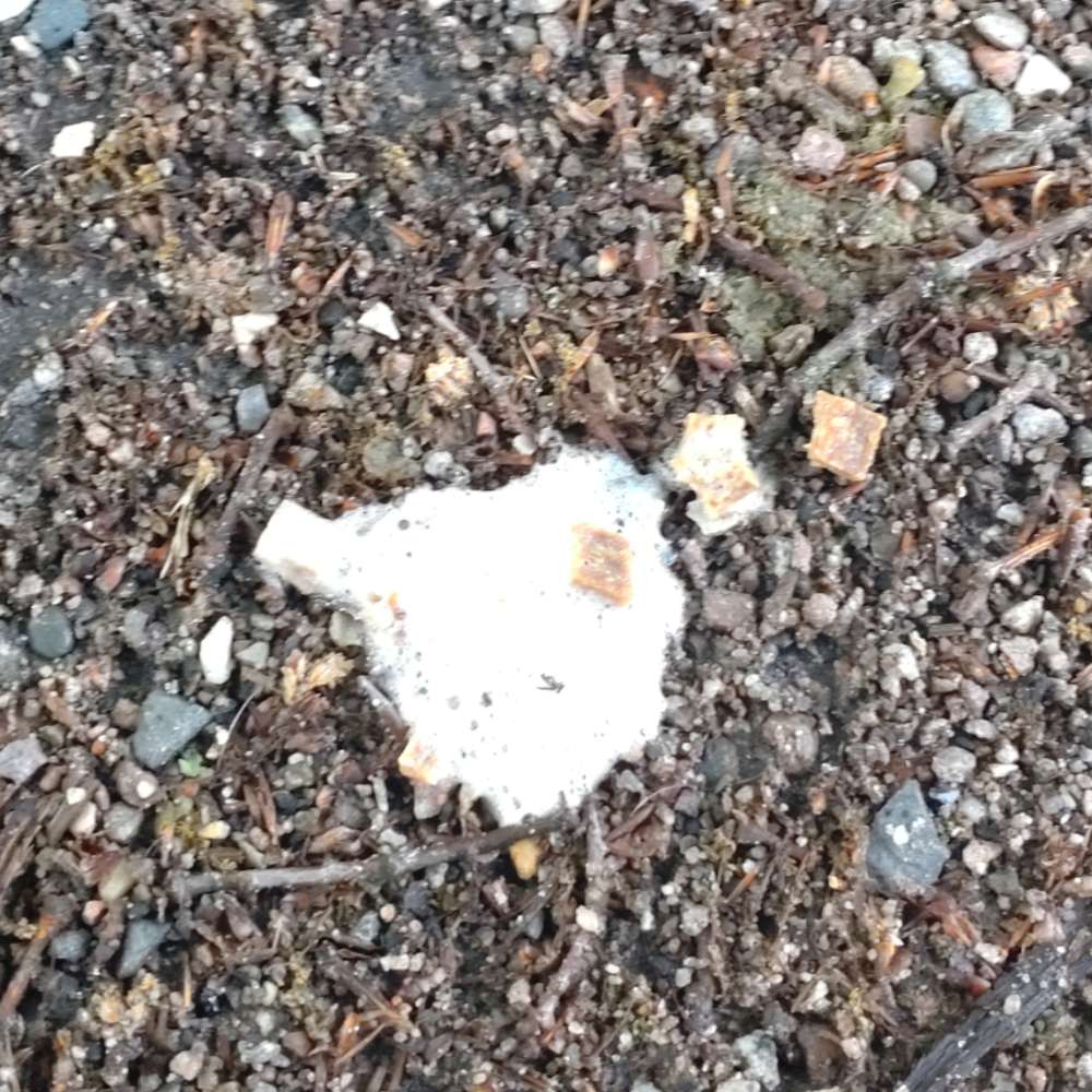 Giftköder-Leckerlies mit schaumiger Flüssigkeit-Profilbild