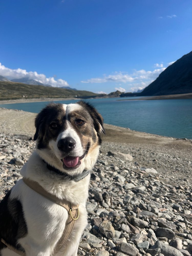 Hundetreffen-Hundefreunde zum Spielen und Gassi gehen-Profilbild