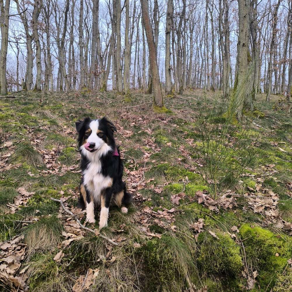 Hundetreffen-Gassi gehen-Profilbild