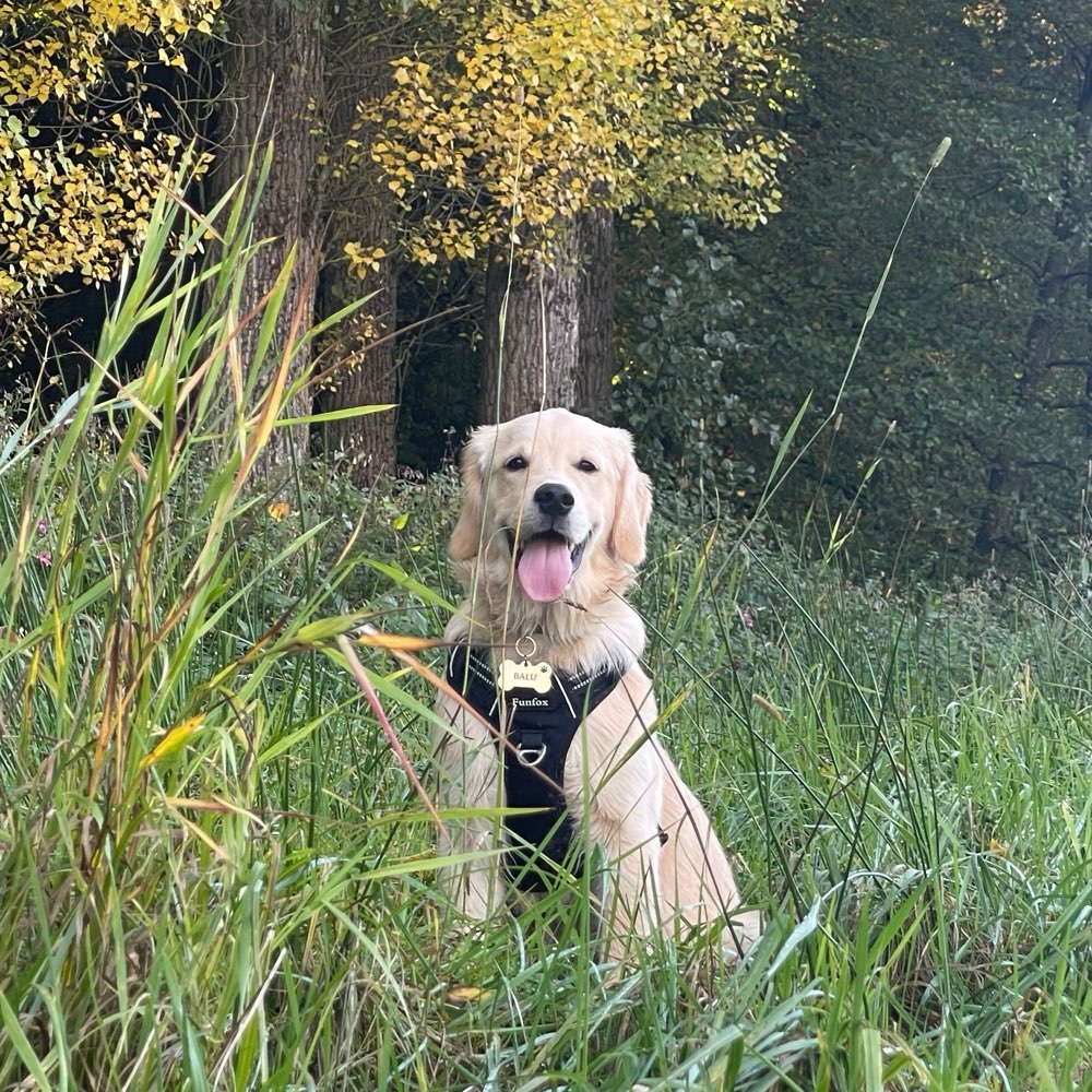 Hundetreffen-Balu sucht Spielfreunde-Profilbild