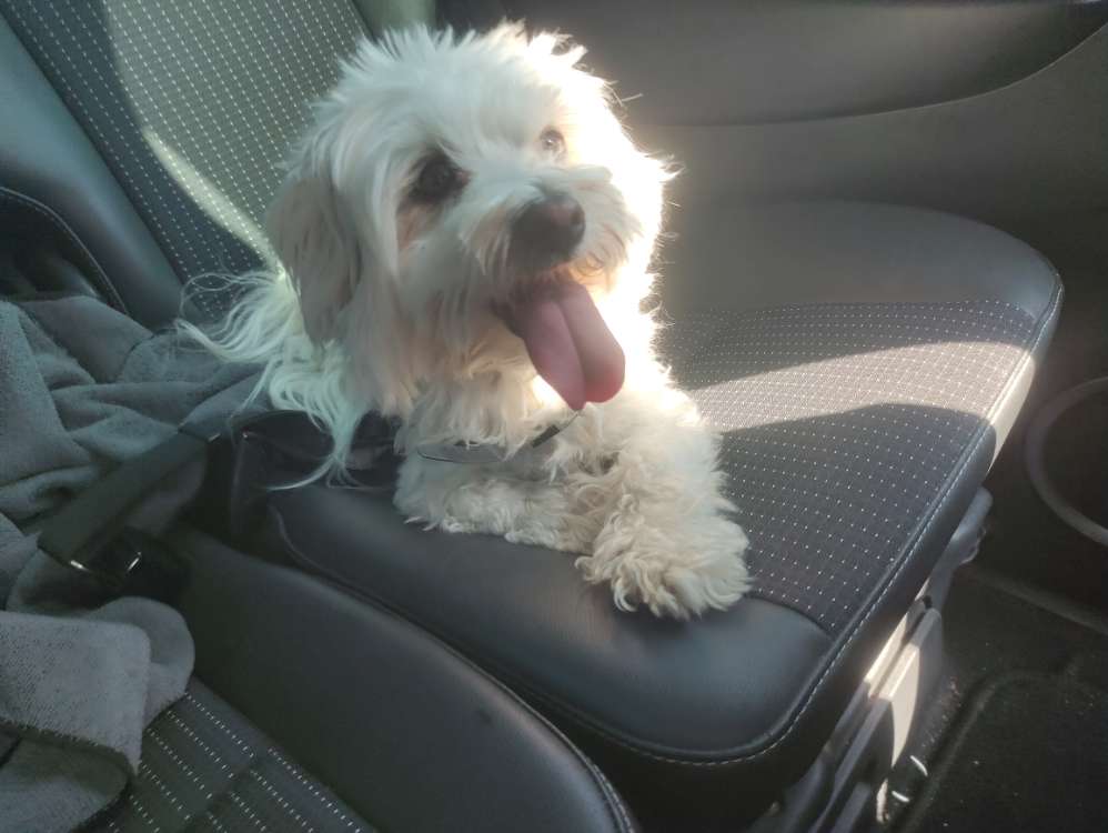 Hundetreffen-Treffen mit Kira 🤗-Profilbild