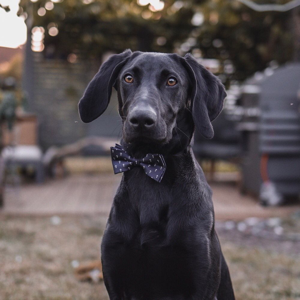 Hundetreffen-Gassirunde Schkeuditz-Profilbild
