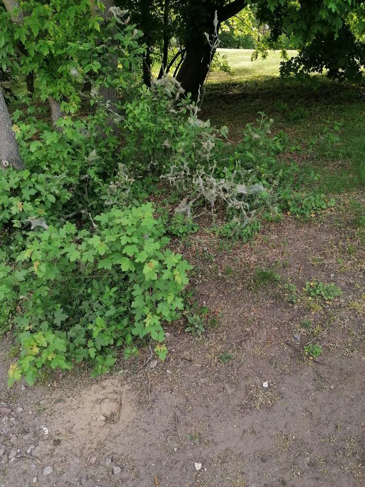 Giftköder-Eichenprozessionsspinner Schillerpark-Profilbild