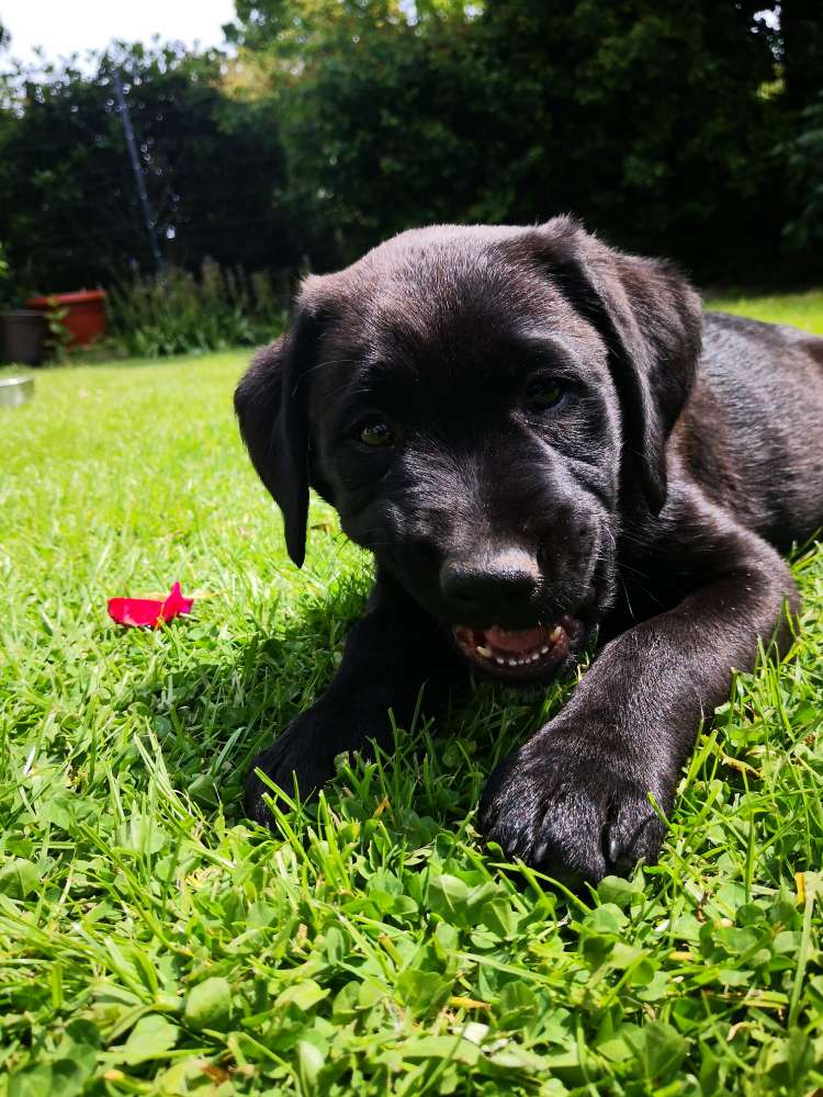Hundetreffen-Welpentreff in Mülheim/Essen-Profilbild