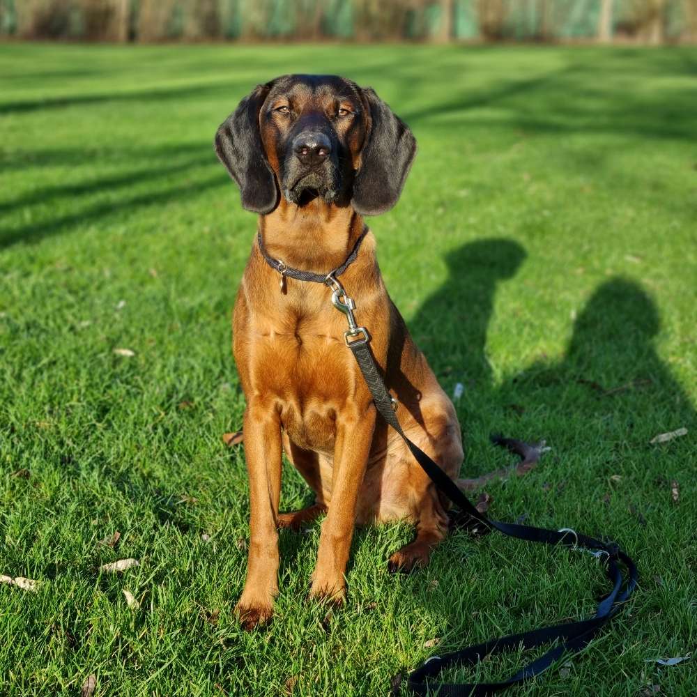 Hundetreffen-Gassi- und Spielrunde-Profilbild