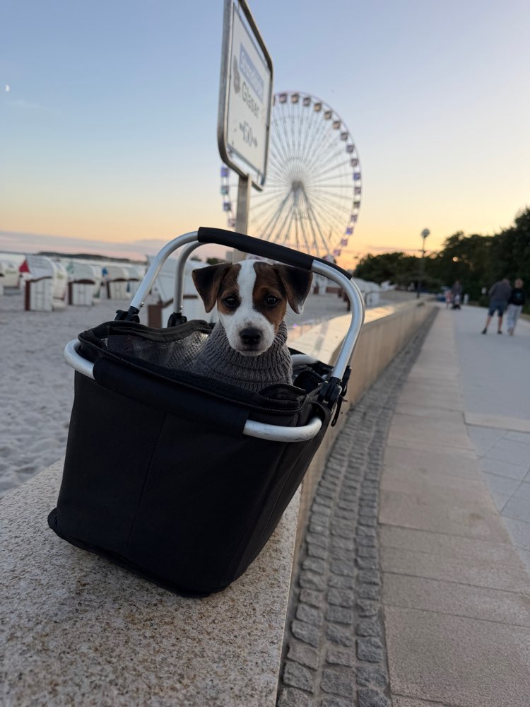Hundetreffen-Welpen spielen-Profilbild